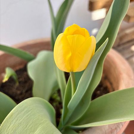 B&B Il Tulipano Como Ngoại thất bức ảnh